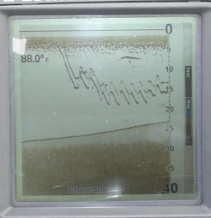 fish, eating drop shot rig.