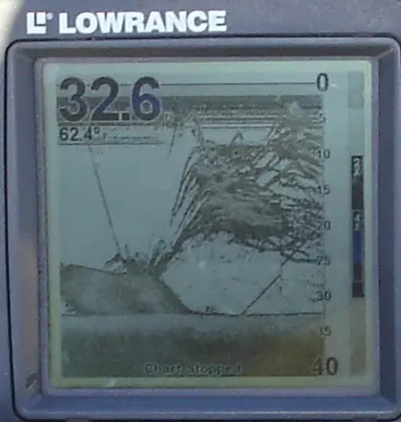 group of shad at 25ft