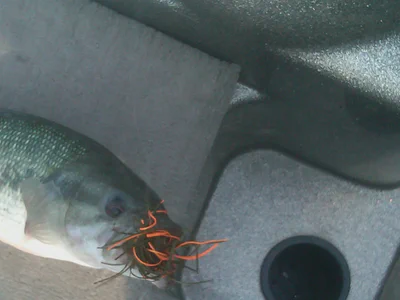 256002 223586127661038 2455035 o