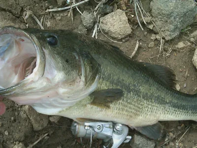 27255 116075678412084 4488905 n