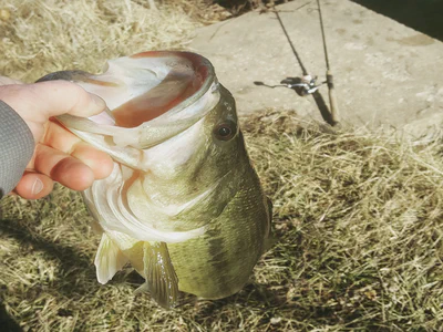 Img 20170128 133513 035 (2017 03 14 04 03 54 utc)