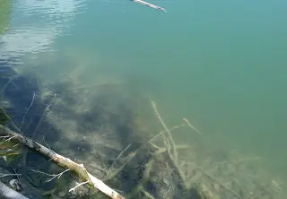 The Hotter the Better Shallow water bass sight fishing in August