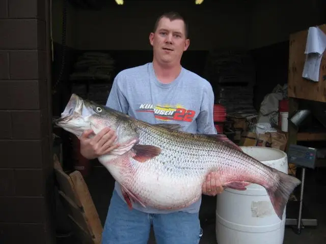 Missouri: Possible Record Striper